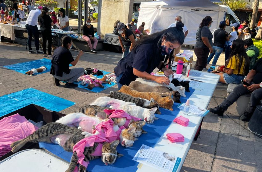  Jornada de esterilización de perros y gatos en Jiutepec