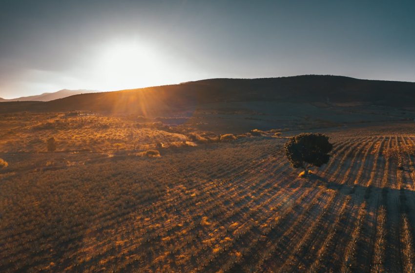  Aumenta venta de tierra ejidal agrícola por falta de programas productivos; se espera escasez de alimentos: UNTA