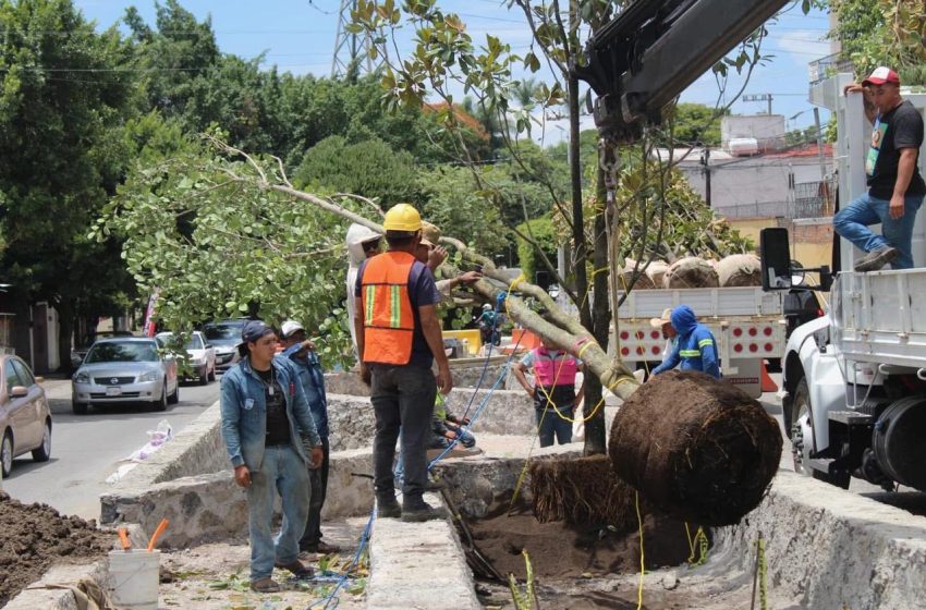  Acapantzingo florece: gracias a la gestión del diputado Gerardo Abarca Peña avanza la rehabilitación del Camellón Adolfo Ruiz Cortines